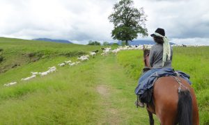 Voyage à cheval au cœur des Pyrénées