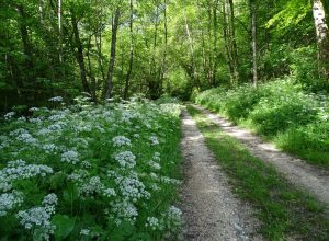 Randonnées à l&rsquo;ombre en Comminges Pyrénées