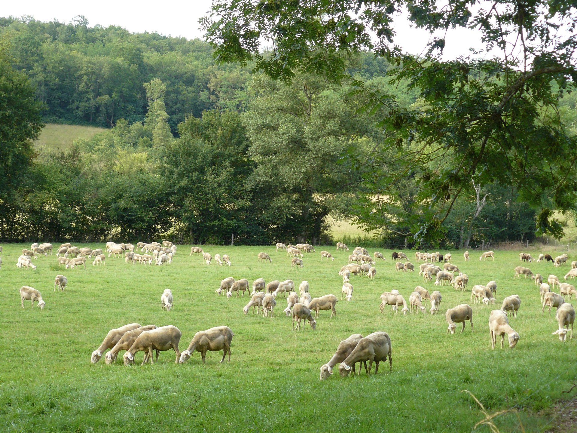 Ferme Bessous Cassagne Salies du Salat Visite à la ferme Comminges pyrénées