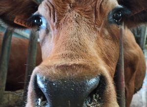 Une visite à la ferme le temps d&rsquo;un après-midi ?