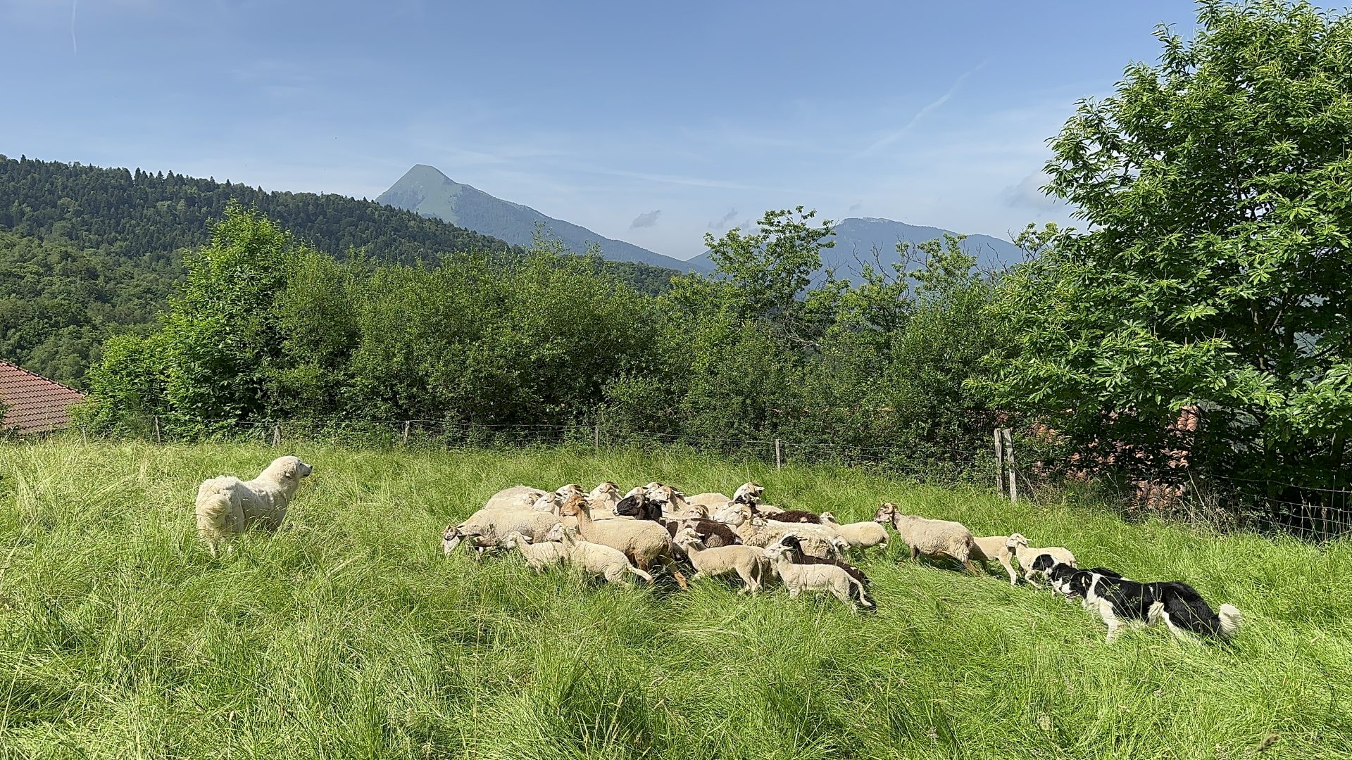 Ferme Auberge de Tailleher Aspet Comminges Pyrénées