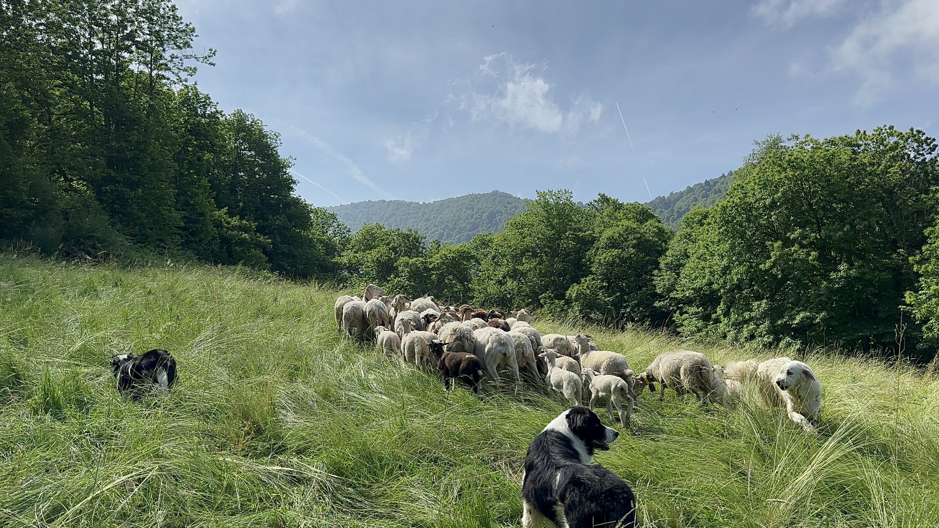 Ferme Auberge de Tailleher Aspet Comminges Pyrénées
