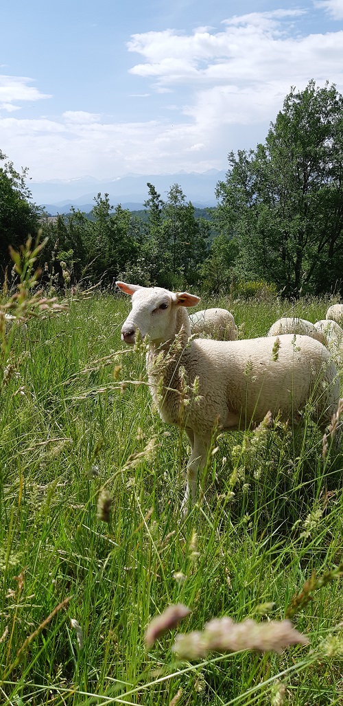 Ferme-des-Pipes-Agneau-Castillon-Saint-Martory-Comminges-Pyrénées