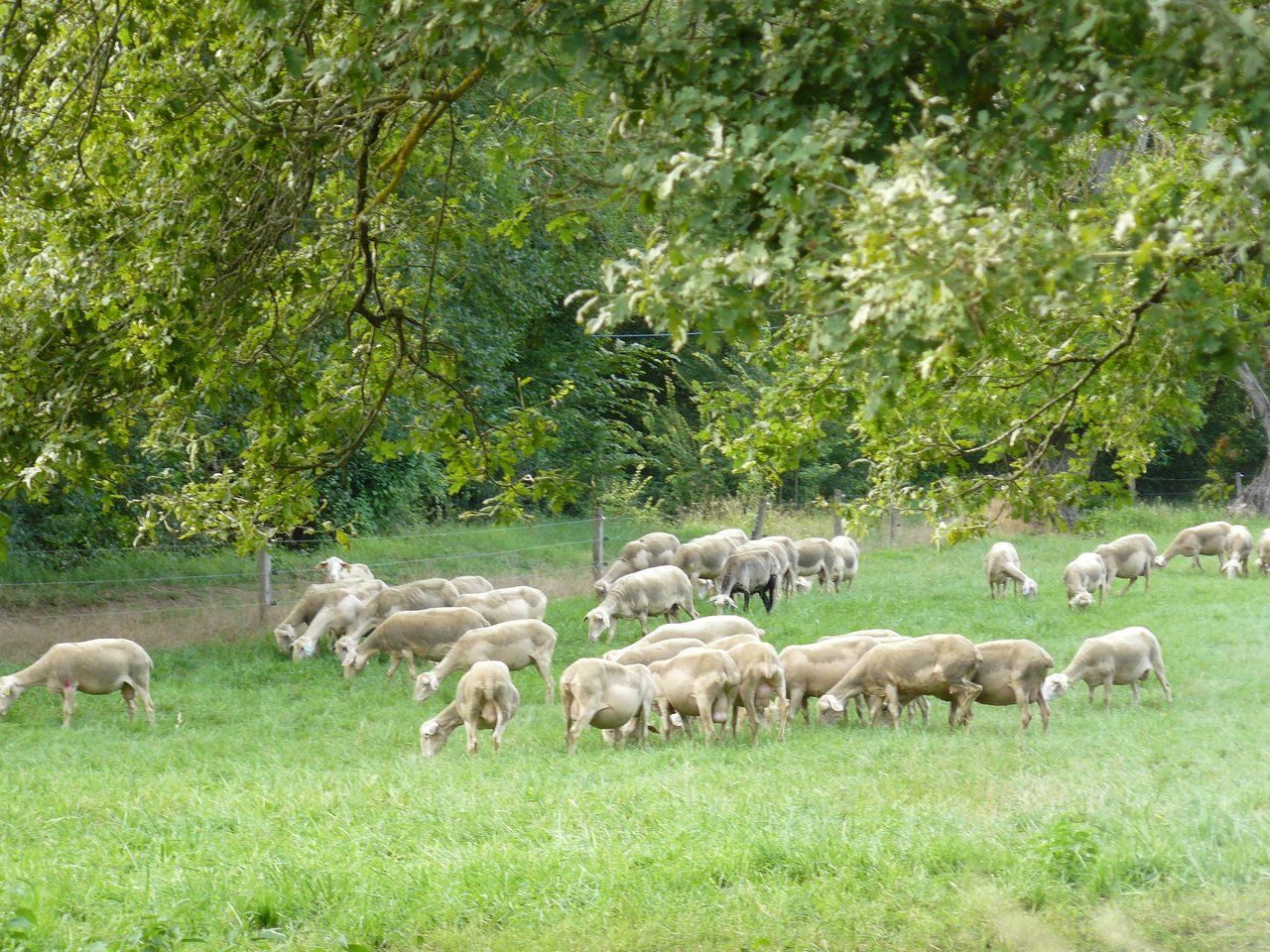 Ferme Bessous Cassagne Salies du Salat Visite à la ferme Comminges pyrénées