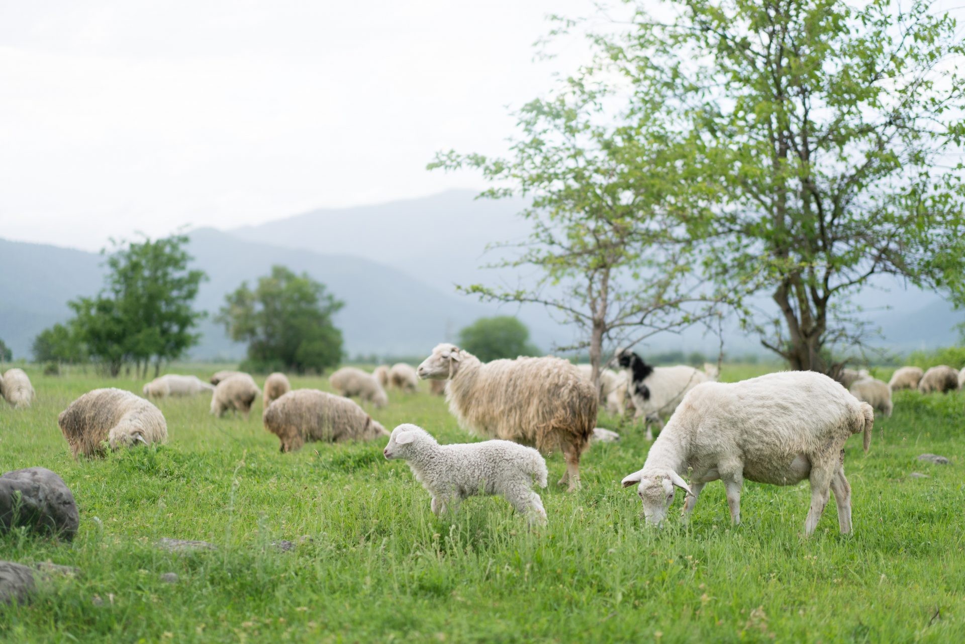 Moutons Animaux Fermes Visite