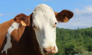 Montespan : Rencontre avec un fromager – EARL La Ferme du Couquet