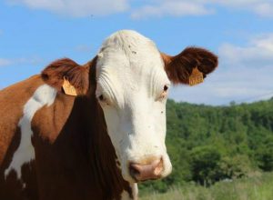 Montespan : Rencontre avec un fromager – EARL La Ferme du Couquet