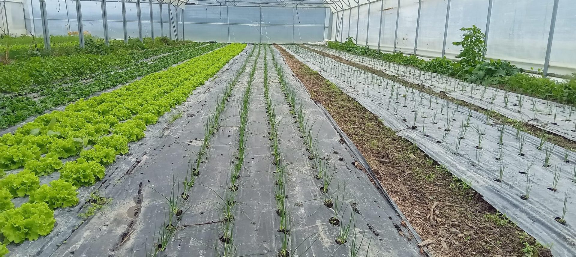 Légumes en Salat Vente légumes bio Comminges Montsaunès
