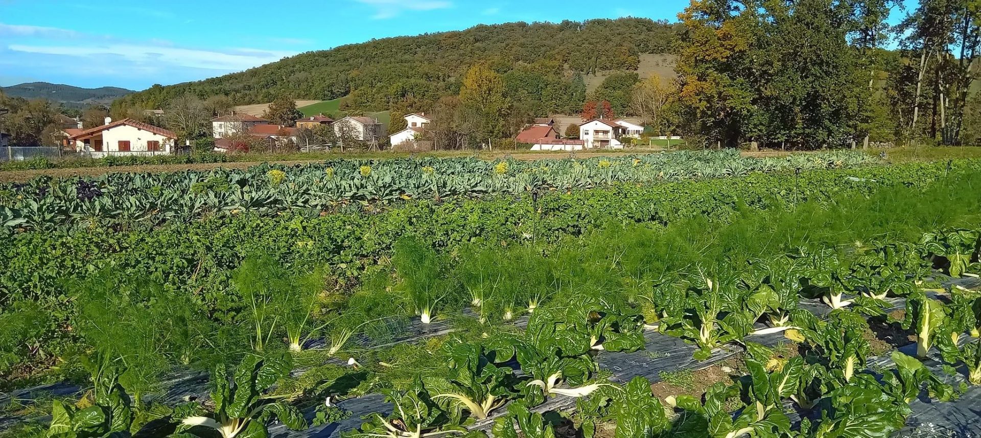 Légumes en Salat Vente légumes bio Comminges Montsaunès