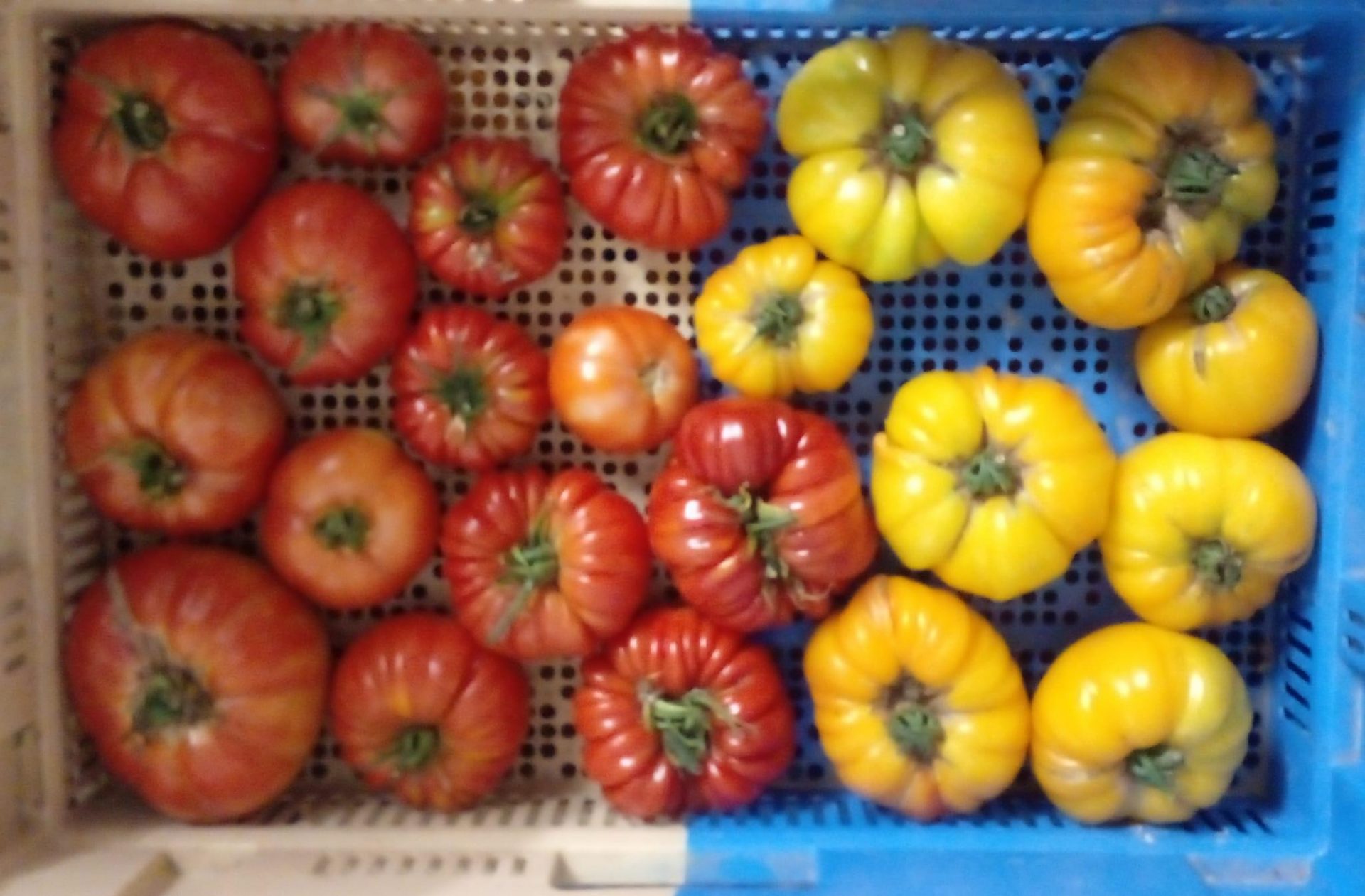 Légumes en Salat Vente légumes bio Comminges Montsaunès