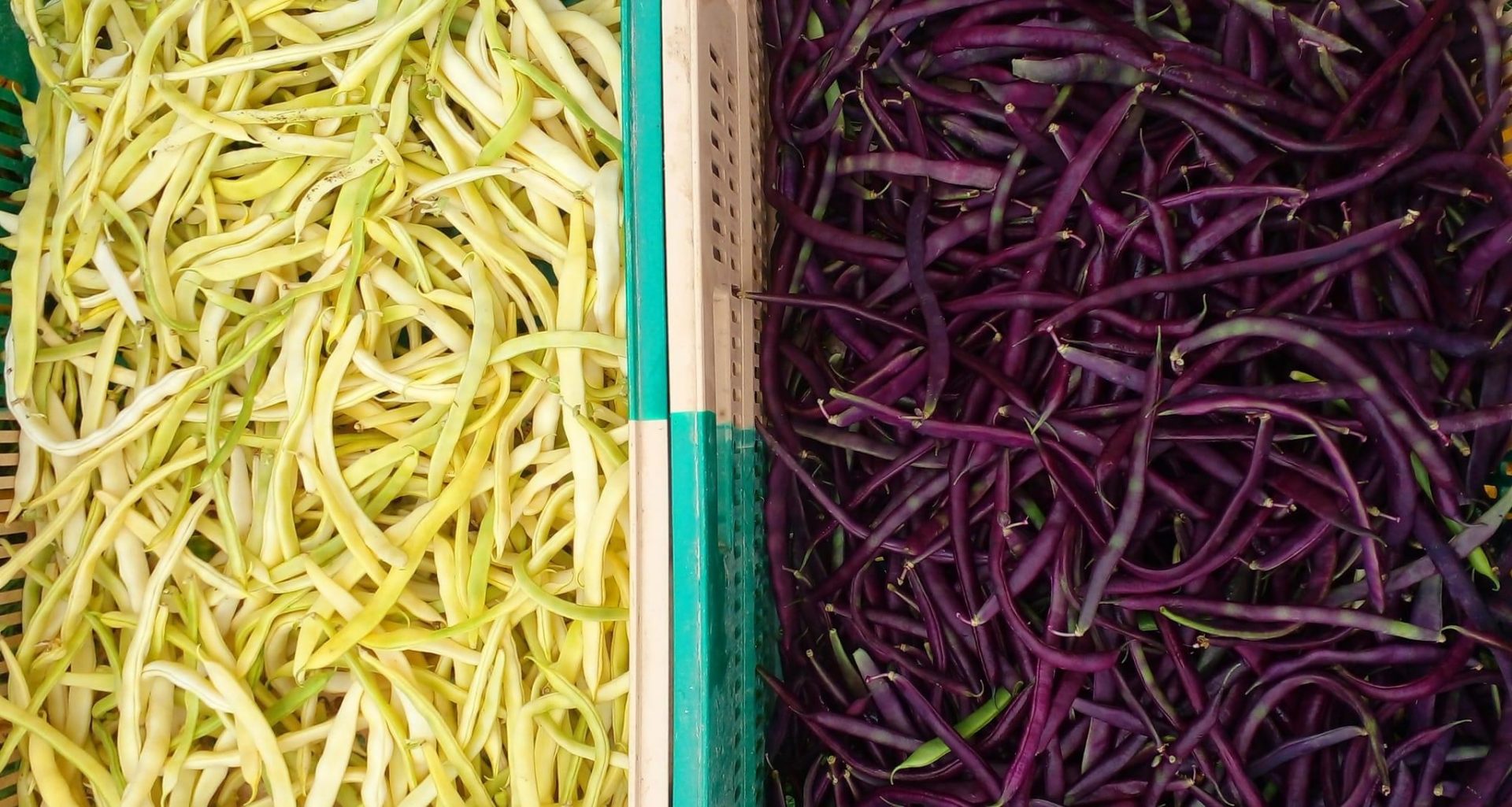 Légumes en Salat Vente légumes bio Comminges Montsaunès