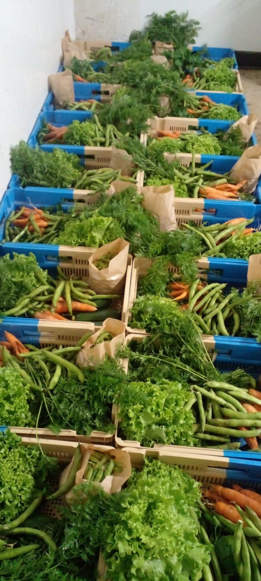 Légumes en Salat Vente légumes bio Comminges Montsaunès