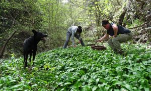 Reportage : Marlène fait la cueillette de l’ail des Ours