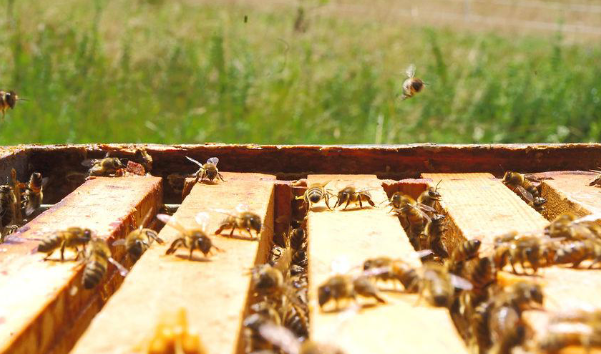 L’Abeille des sources Apiculteur Castelbiague