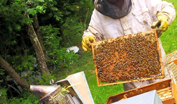 L’Abeille des sources Apiculteur Castelbiague