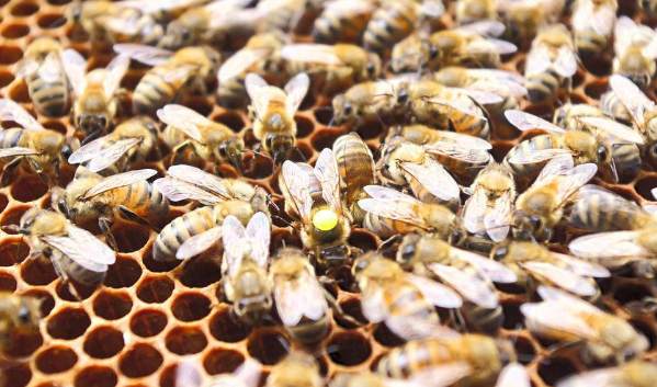 L’Abeille des sources Castelbiague