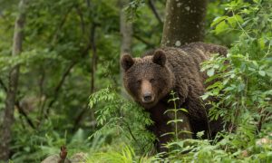 A la découverte de l’Ours dans les Pyrénées