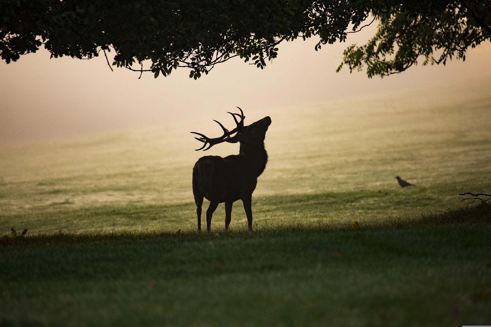 Brame du cerf Comminges Automne Aspet Sengouagnet Automne Pyrénées