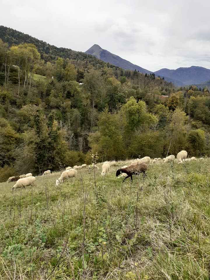 Visite à la ferme Mouton Ferme de Tailleher Comminges Pyrénées