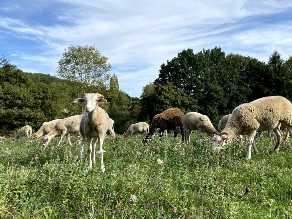Visite à la ferme Mouton Ferme de Tailleher Comminges Pyrénées