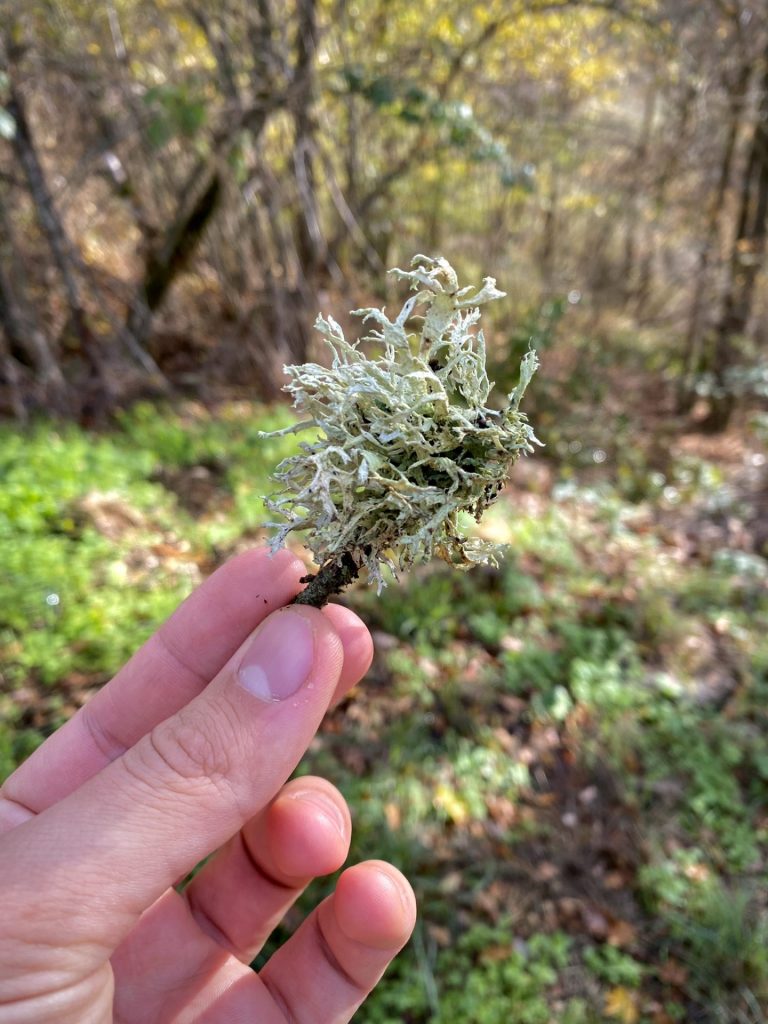 Balade sur les mystères du lichens Comminges Pyrénées Aspet Juzet-d'Izaut