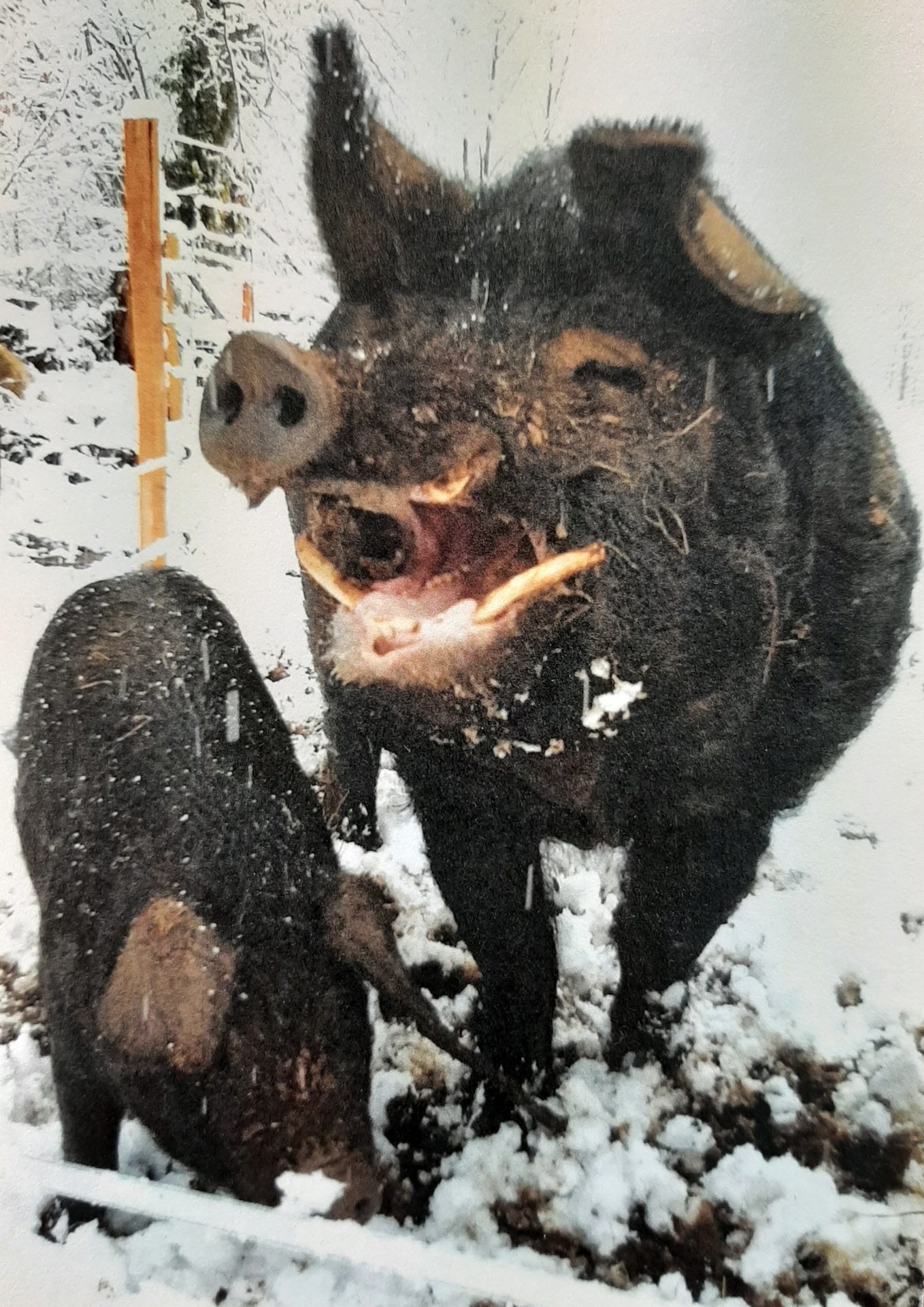 Le Porc-Terais Elevage de porcs noirs à Portet-d'Aspet Comminges