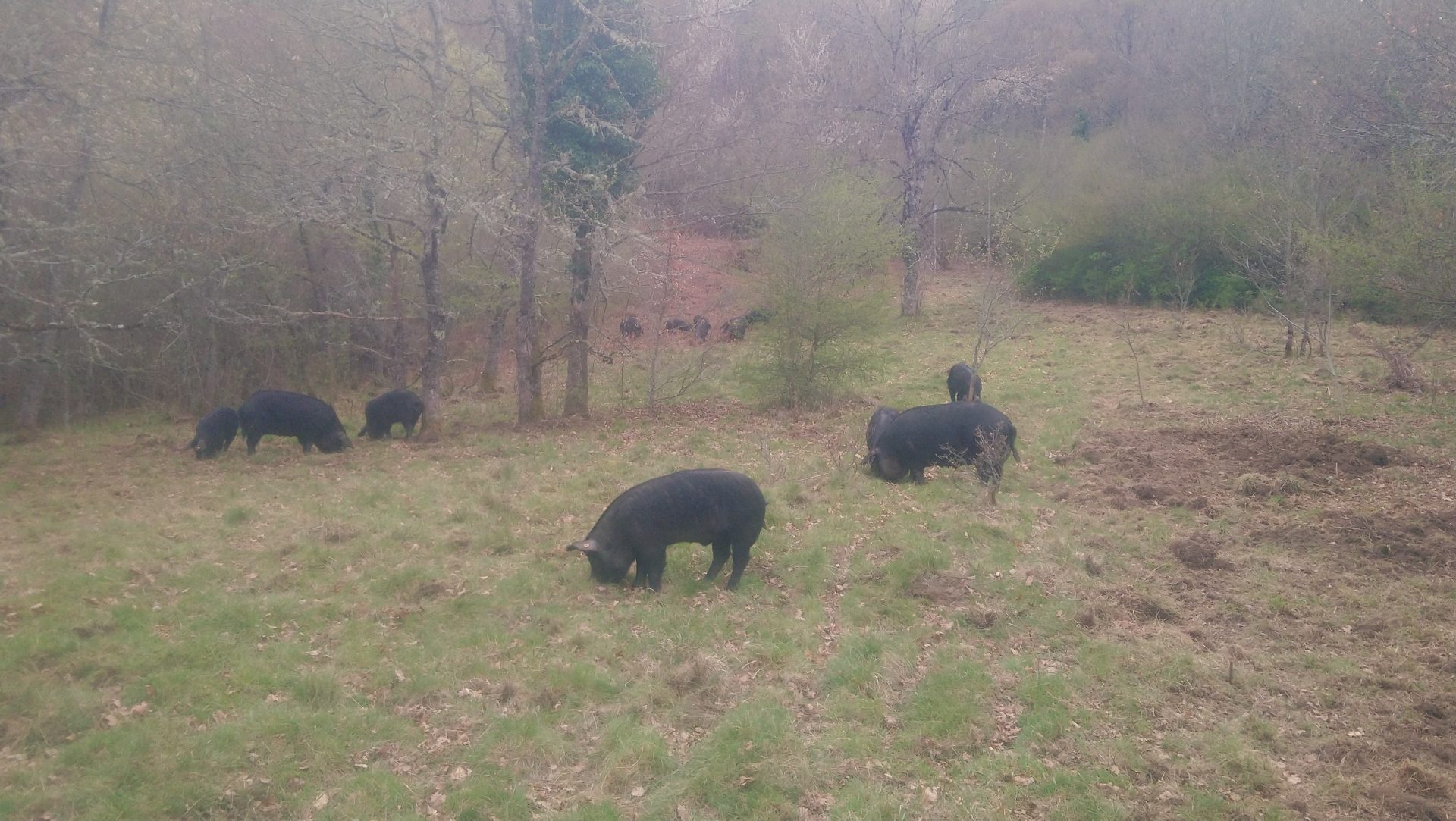 Le Porc-Terais Elevage de porcs noirs à Portet-d'Aspet Comminges