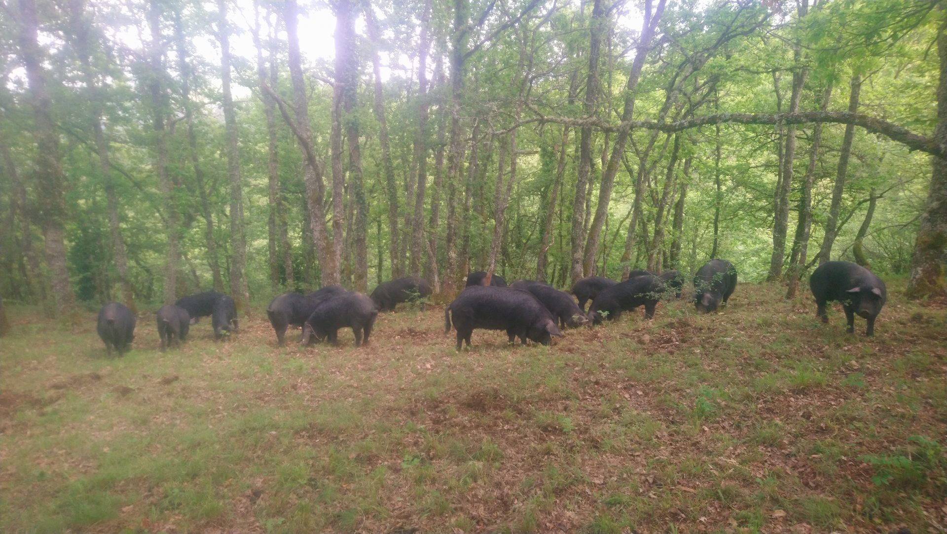 Le Porc-Terais Elevage de porcs noirs à Portet-d'Aspet Comminges